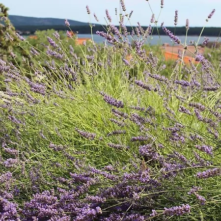 Apartment Comfortable Lavanda In Kornic